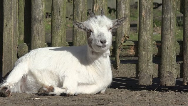 Wei&szlig;e Ziege liegt vor Holzzaun umd schaut
