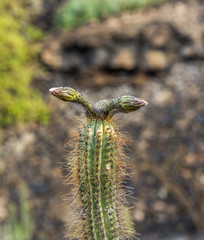 bud of cactus in detail