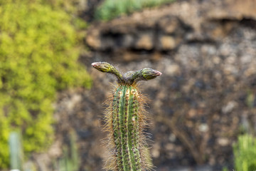 bud of cactus in detail