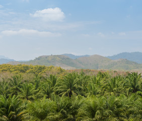 Fototapeta na wymiar Oil palm tree in Thailand