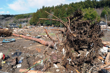 Fototapeta premium 3・11・2011 Rikuzentakata0070