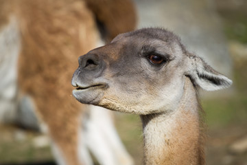 Guanaco lama guanicoe