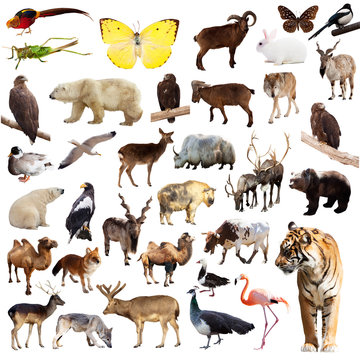 Set of asian animals