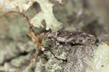 Small moth camouflaged on wood