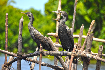 Birds cormorants on a wicker fence. Sri Lanka