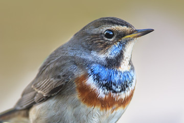 Bluethroat Portrait