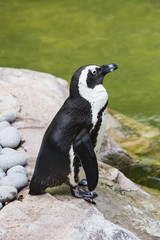 Penguin on the rocks on the background of water