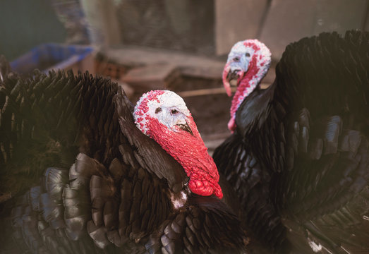 Two male turkeys in a cage on a farm