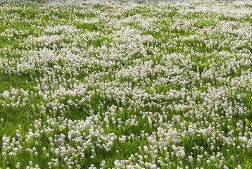 Pradera o prado verde tapizado de flores blancas ( Thlaspi )