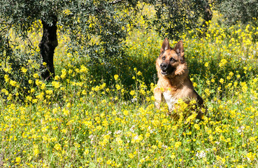 german shepherd Wolfdog in the fields