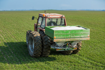 Farmer fertilizing wheat