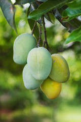 Bunch of green and yellow ripe mango on tree in garden with tree