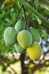 Bunch of green and yellow ripe mango on tree in garden with tree © jantima