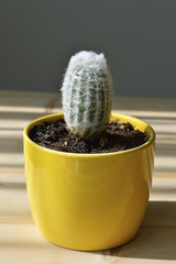 Hairy Cactus.