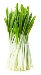 green wild garlic isolated on the white background