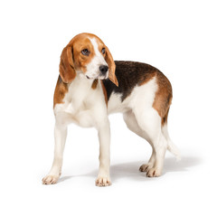 Beagle dog isolated on white background