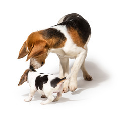 Adult Beagle playing with a Biagle Puppy