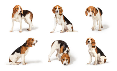 Beagle dog isolated on white background 6 in 1