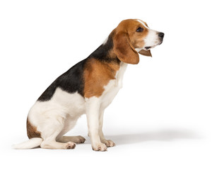 Beagle dog isolated on white background