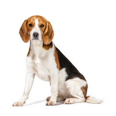 Beagle dog - obrazy, fototapety, plakaty