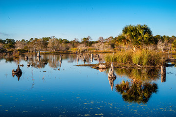 Swamp landscape in St. Andrew's State Park in Panama City Beach,