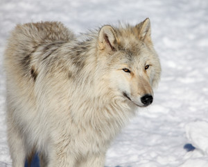 Canadian/Rocky Mountain gray wolf