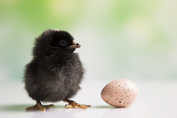 Easter chicken. Egg