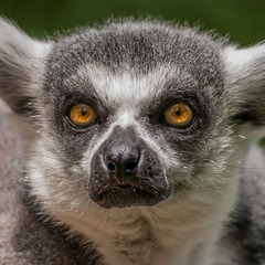Portrait of a Lemur at closeup
