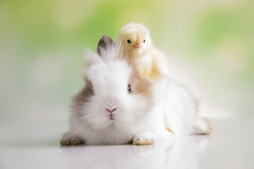 Yellow chick and bunny