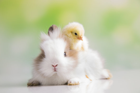 Happy Easter. Chickens in bunny