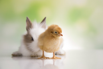 Happy Easter. Chickens in bunny