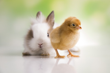 Happy Easter. Chickens in bunny
