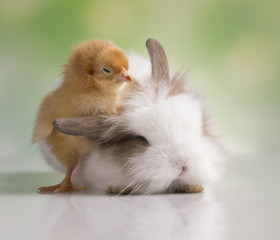 Happy Easter. Chickens in bunny