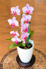 Beautiful pink orchid - phalaenopsis in a pot, selective focus,