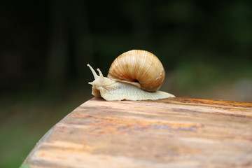 Schnecke