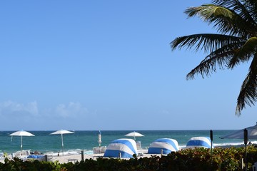 Palm trees and Beach
