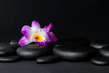 Fototapeta na wymiar spa concept of purple orchid dendrobium with dew on black zen st