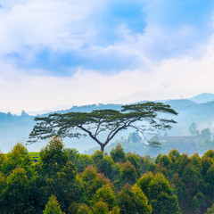 beautiful indian landscape with a trees and mountains in a pre-d