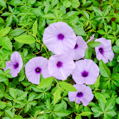 purple glory flowers with droplet on a green leaves background
