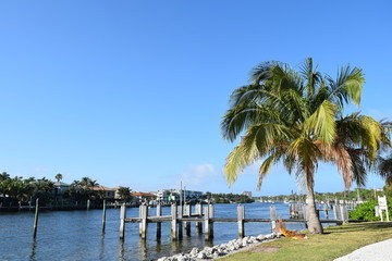 Palm Trees on Florida Intracoastal Waterway