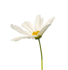 C.sulphureus Cav. or Sulfur Cosmos, flower isolated on white background
