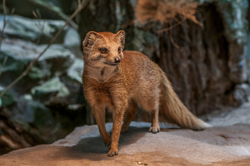 Yellow mongoose standing up at guard closeup