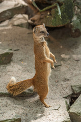Yellow mongoose standing up at guard closeup