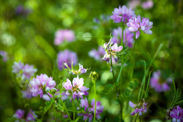 Fototapeta premium Medicinal wild spring flowers field