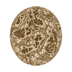 Brown dinosaur egg on white background
