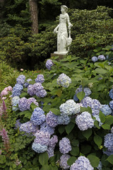 Gartengestaltung: Garten mit blauen blühenden Hortensien und Statue Skulptur aus Marmor