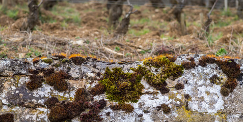 mur dans les vignes