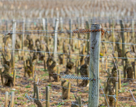 vieille vigne