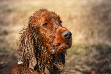 Dirty irish setter