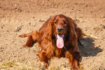 Irish setter
